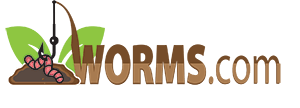 Worms