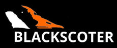 Blackscoter