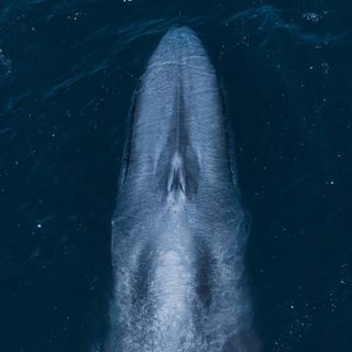 NEWPORTWHALES