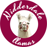 Nidderdale Llamas