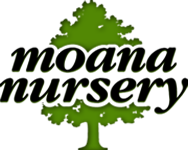 Moana Nursery