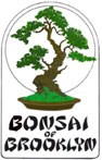 Bonsai of Brooklyn