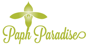 Paph Paradise