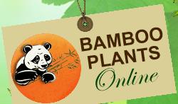 Bamboo Plants Online