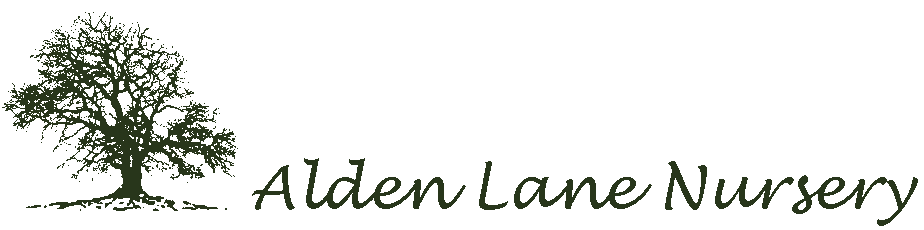 Alden Lane