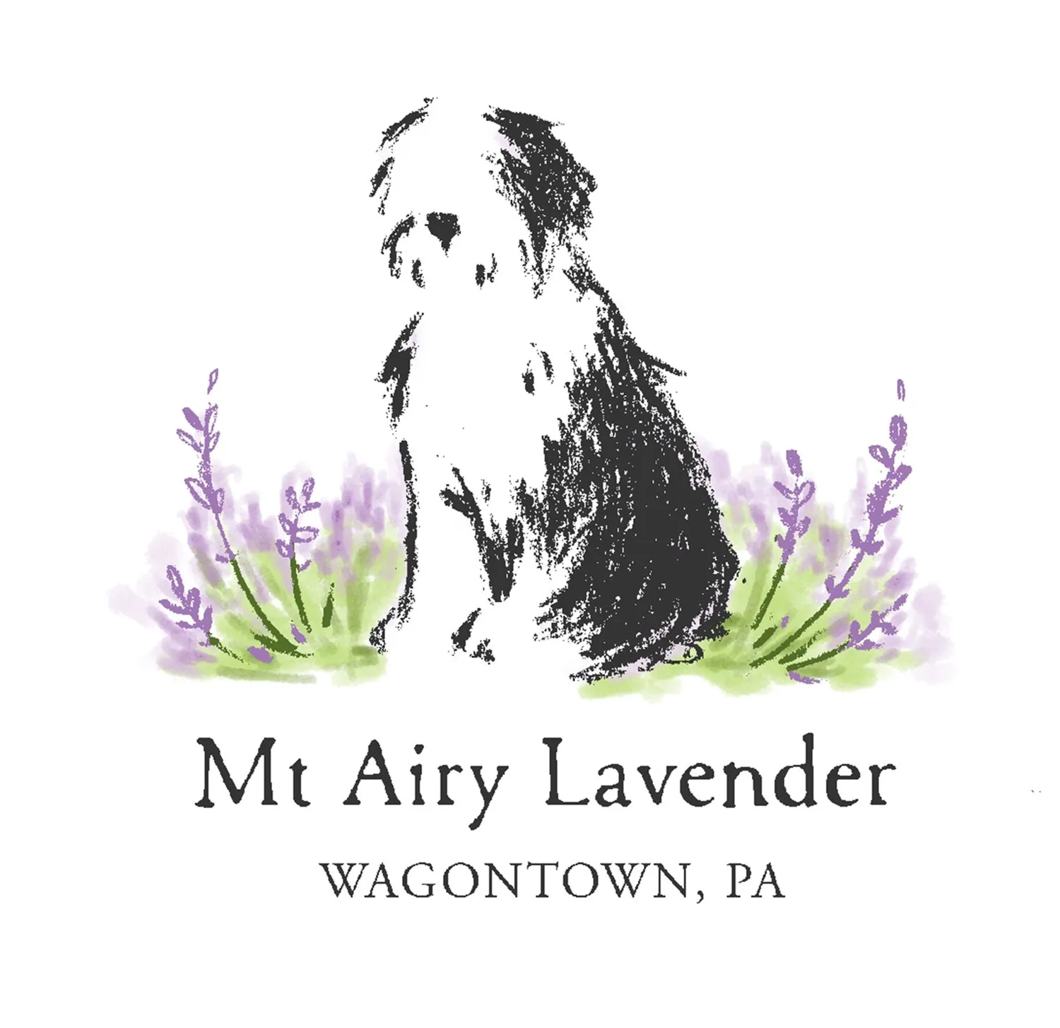 Mt Airy Lavender