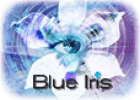 Blue Iris