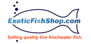 Exotic Fish Shop